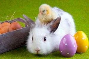 Imgenes pollitos conejos de Pascua